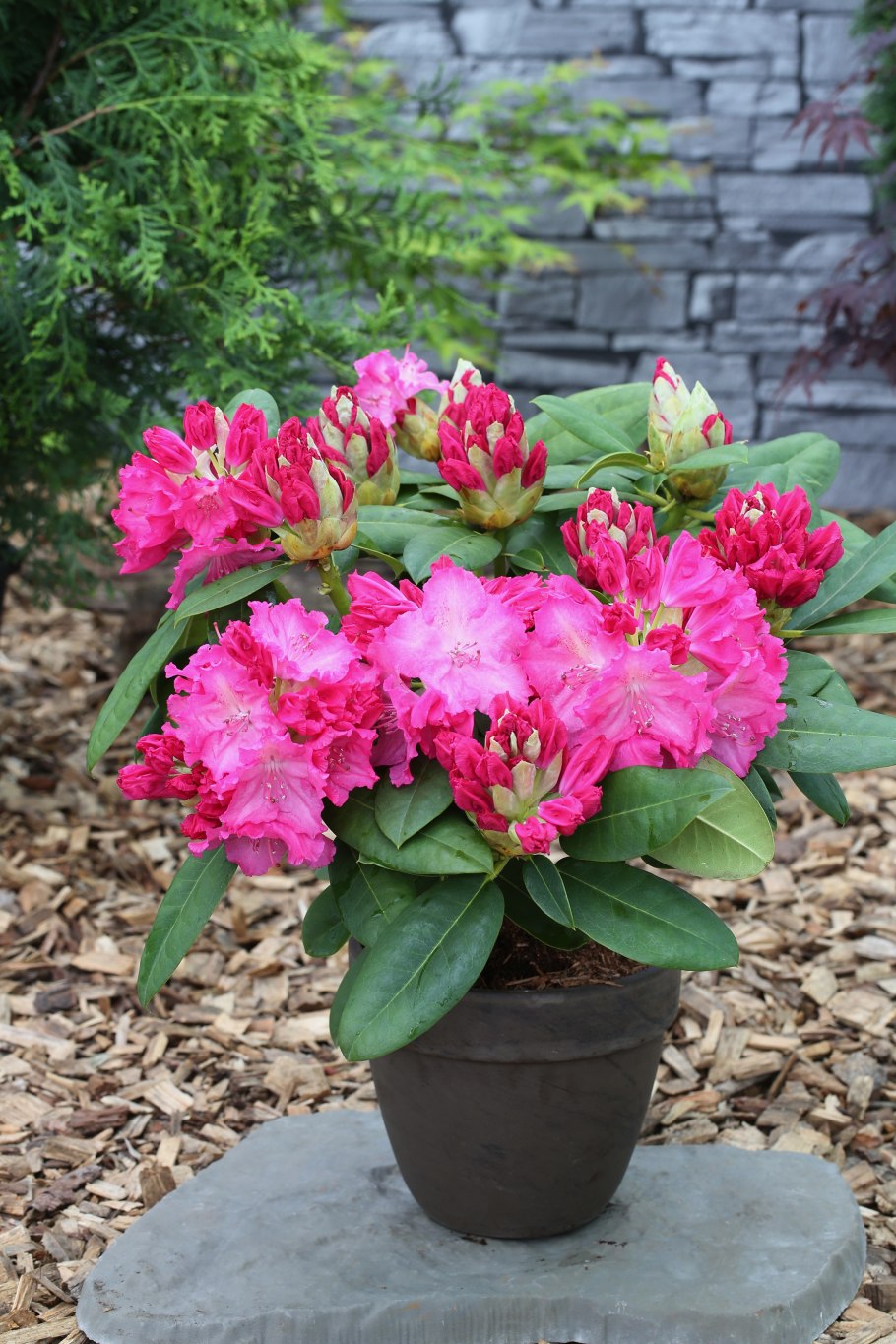 Рододендрон Сцинциллейшн