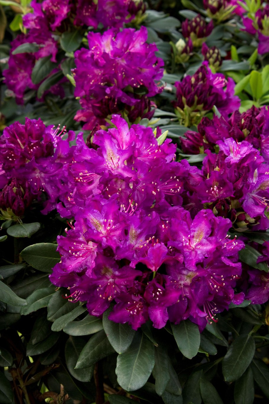 Рододендрон гибридный Libretto