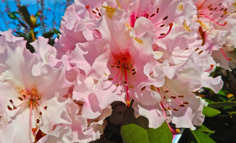 Рододендрон Cheer