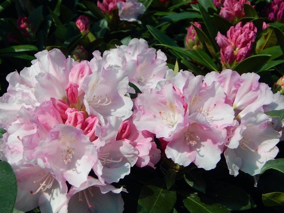 Рододендрон гибридный Чеер