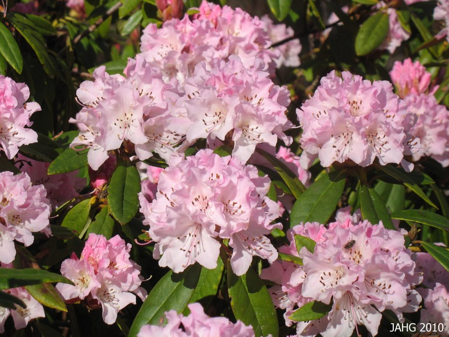 Рододендрон сорт Cheer