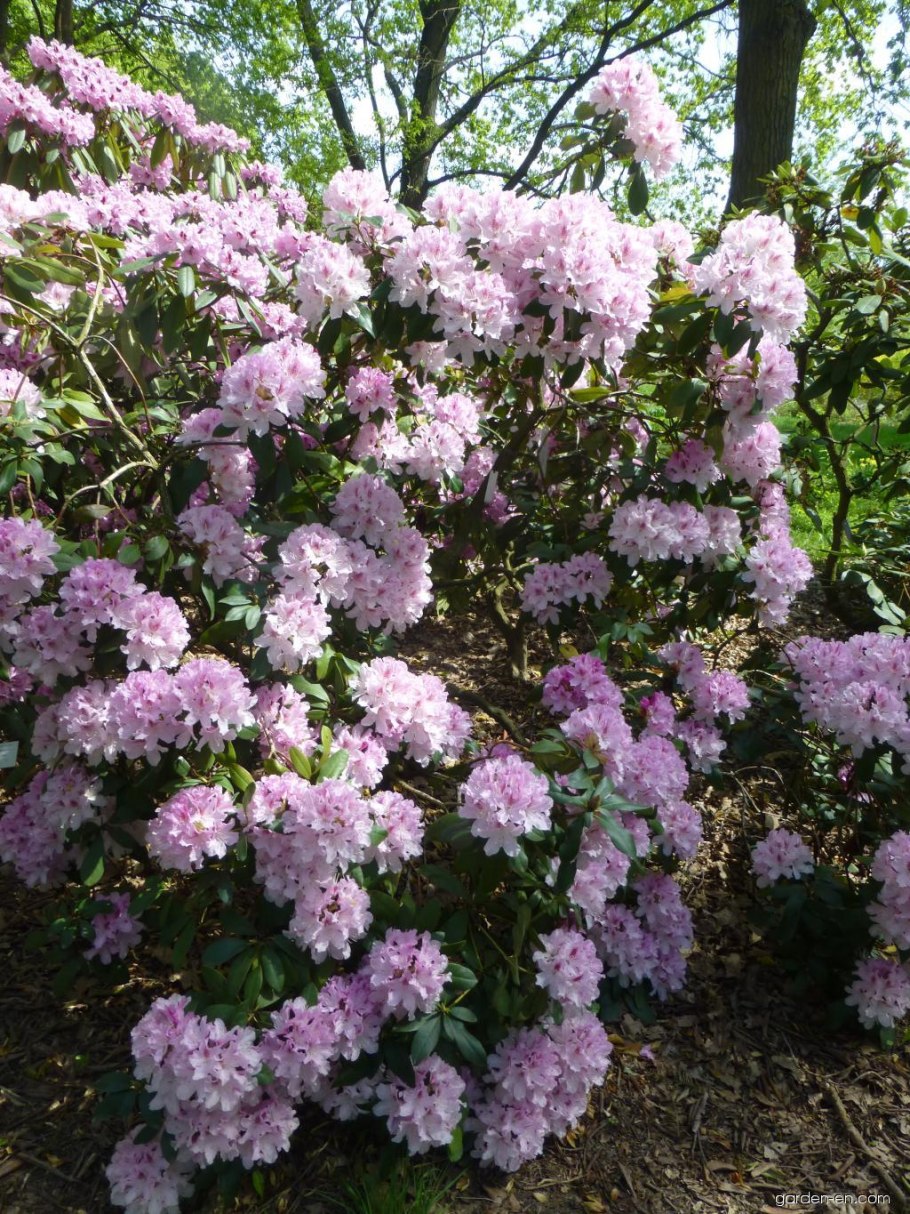 Рододендрон Cheer