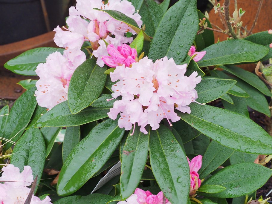 Рододендрон гибридный Чеер