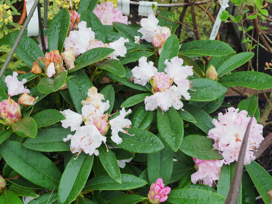 Рододендрон Cheer