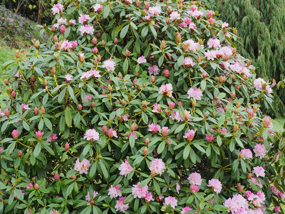 Рододендрон Cheer