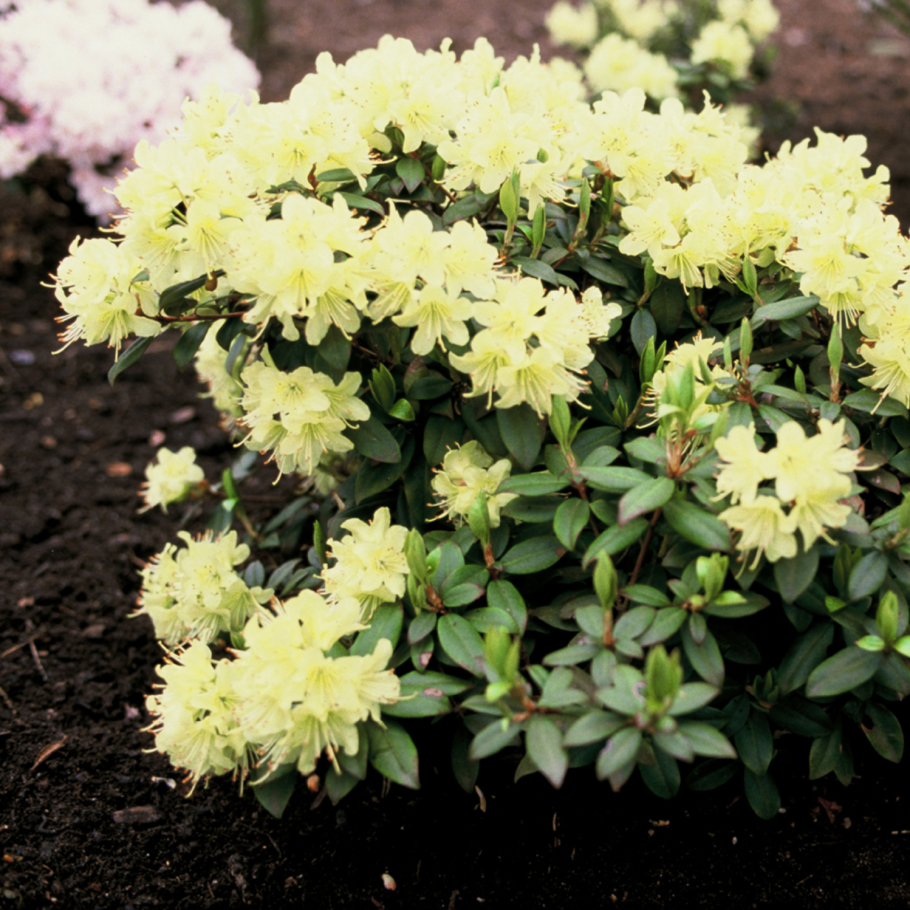 Mist Maiden рододендрон