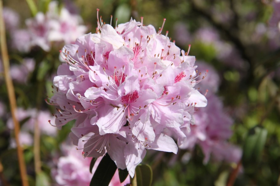 Азалия рододендрон древовидная