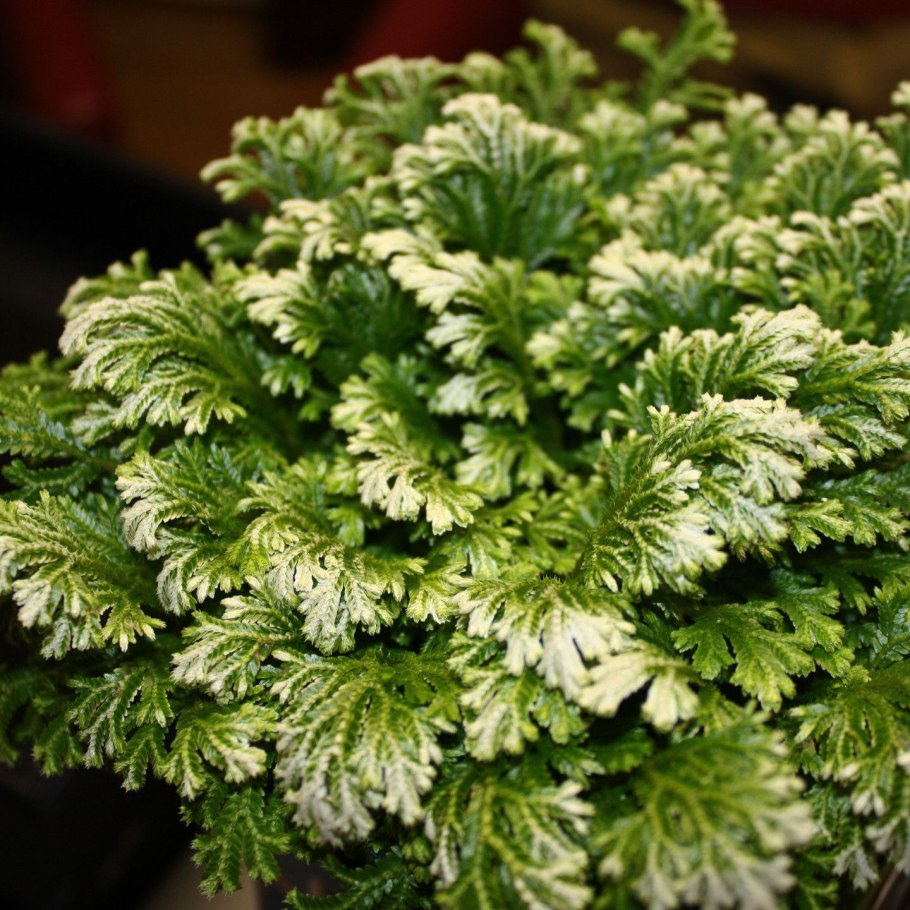 Цветы селагинелла Мартенса