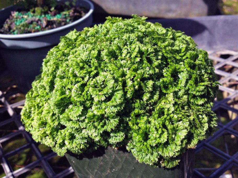 Селагинелла martensii 'Jori'