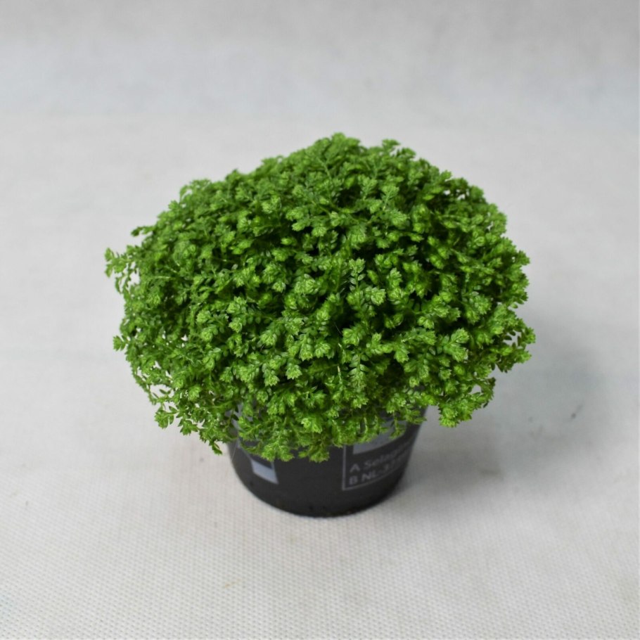 Папоротник селагинелла Мосс