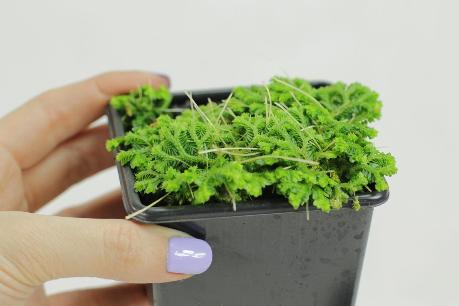 Селагинелла Фрости