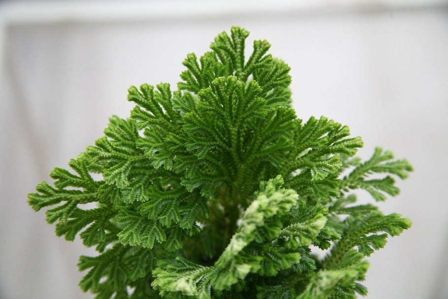 Селагинелла иерихонская роза