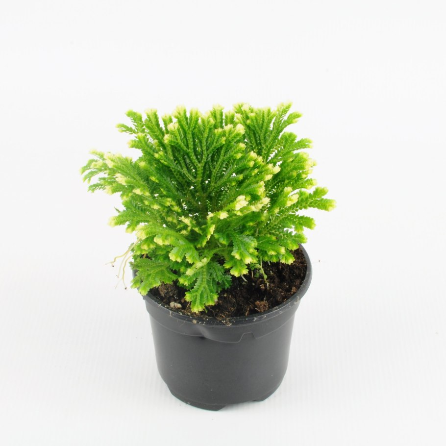 Селагинелла Мартенса