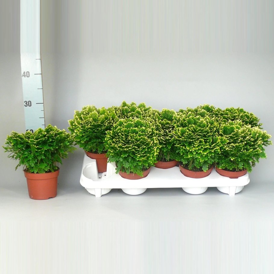 Плаунок селагинелла