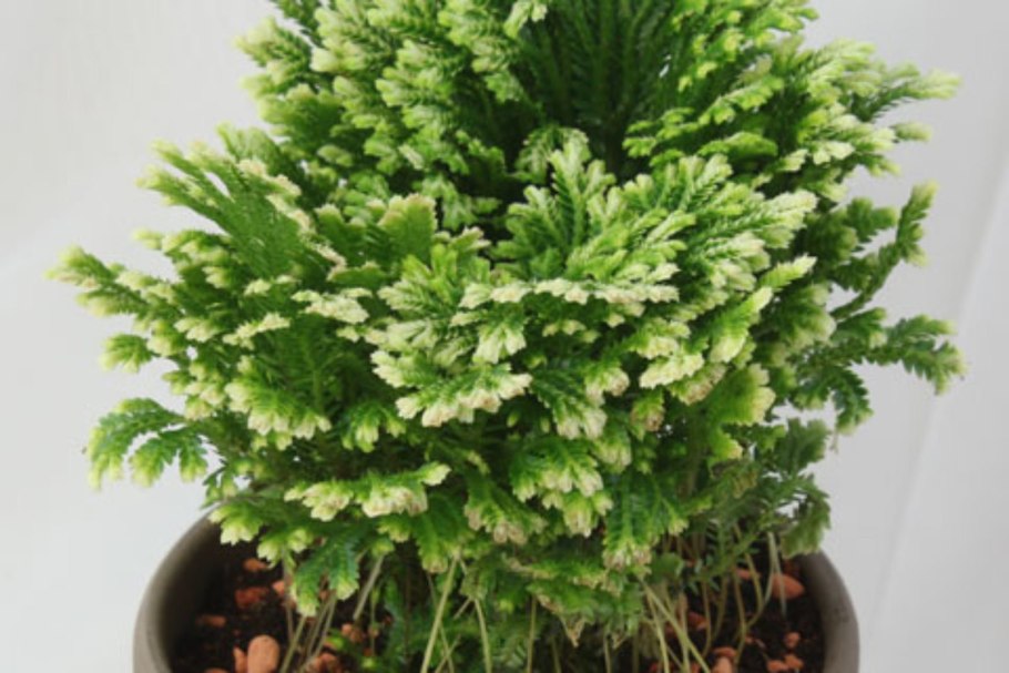 Селагинелла безножковая