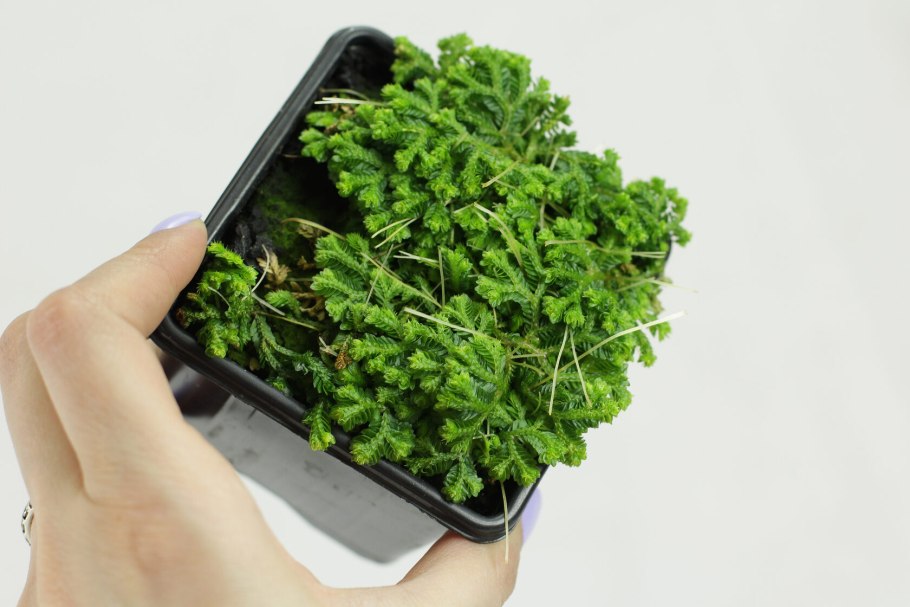 Папоротник селагинелла