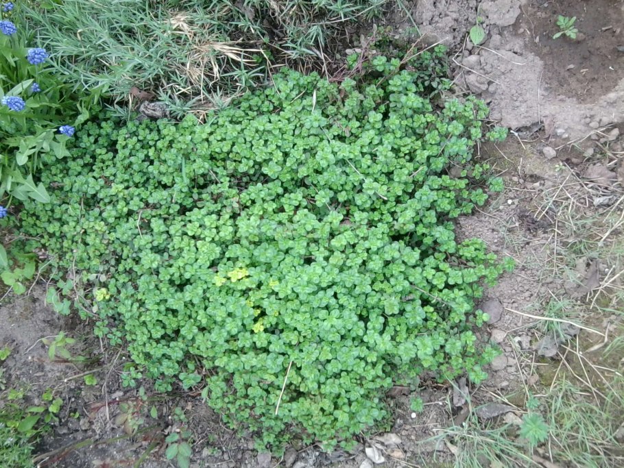 Сорняк Чарли ползучий