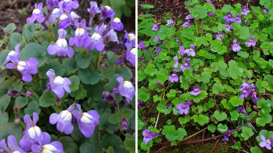 Сорное растение молочай лозный