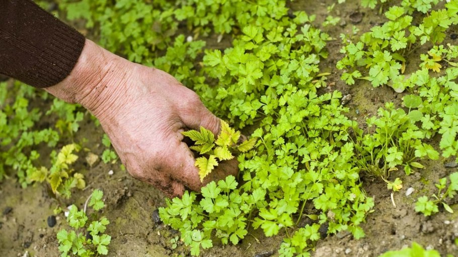 Мокрица сорняк огородный