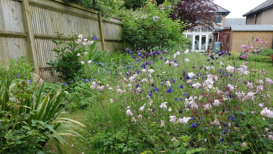 Люпин и дельфиниум