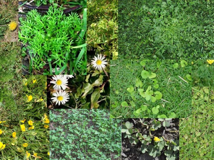 Weeds and useful Plants картинка