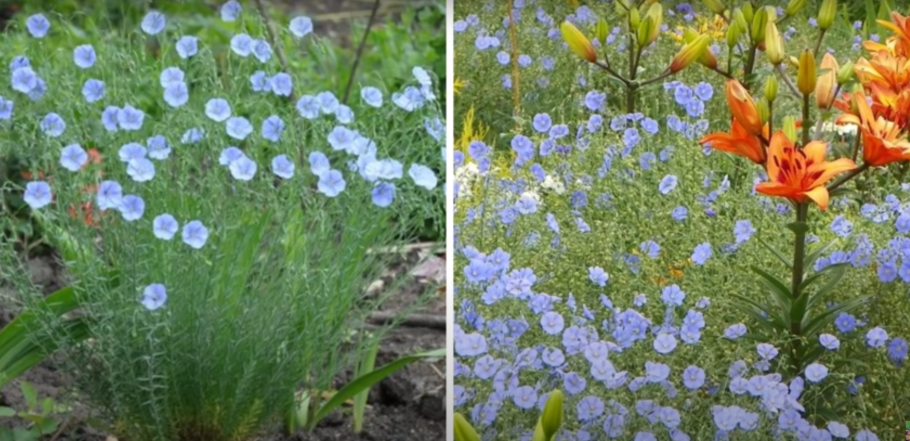 Многолетники вытесняющие сорняки