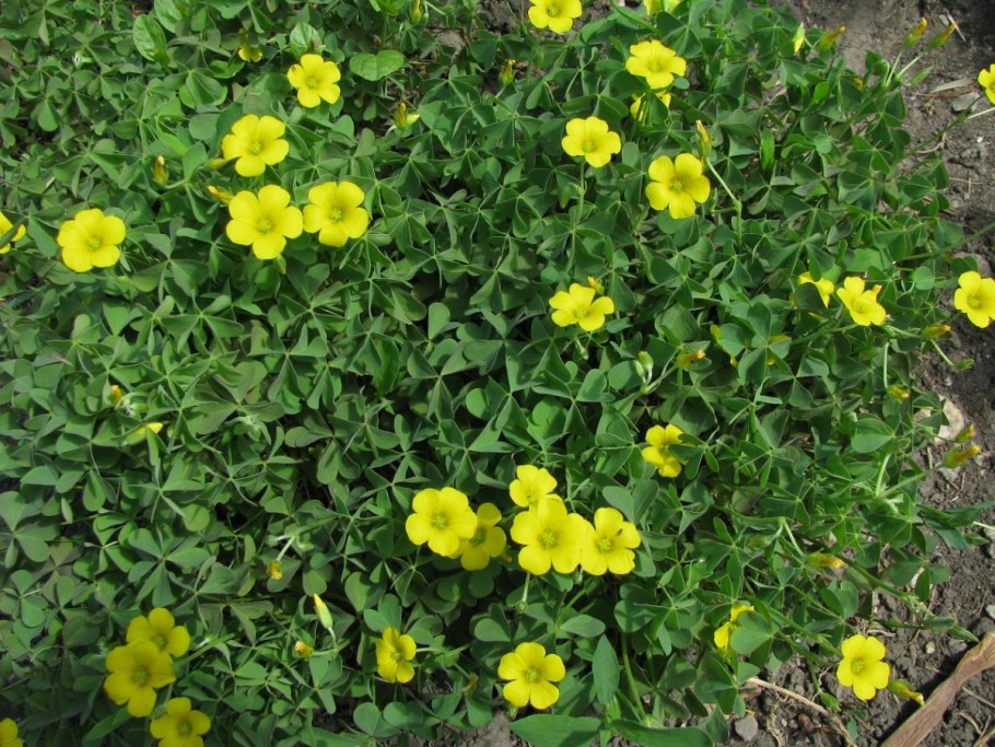 Почвопокровный Клевер жёлтый