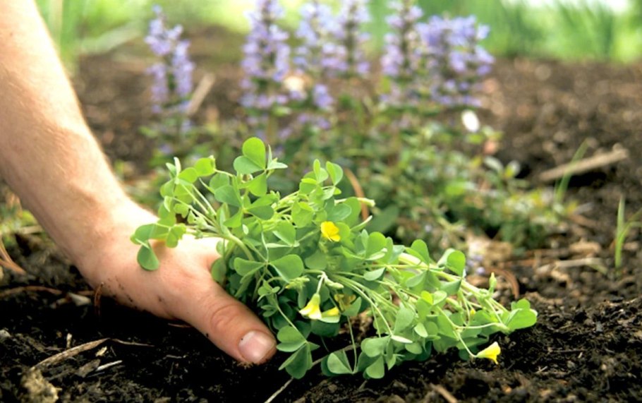 Многолетники вытесняющие сорняки