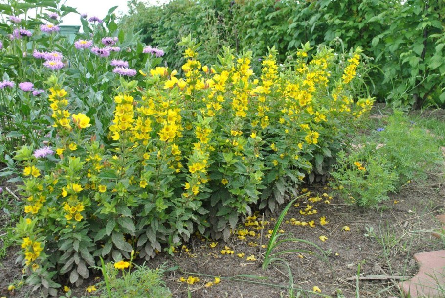 Котовник и вербейник