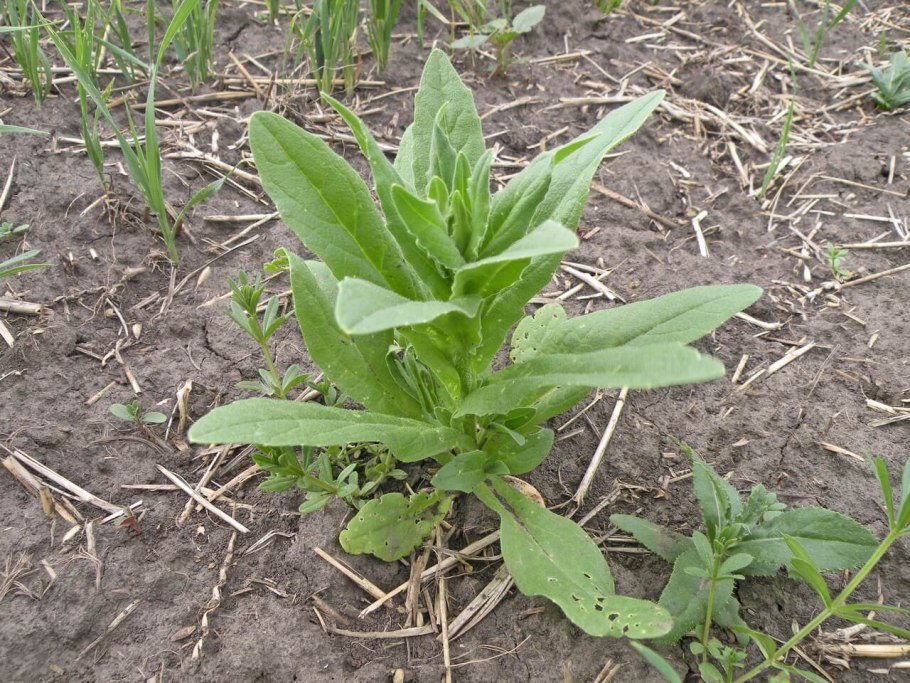 Осот молочай