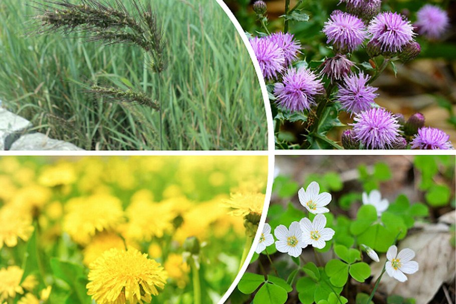 Прополка газона от сорняков