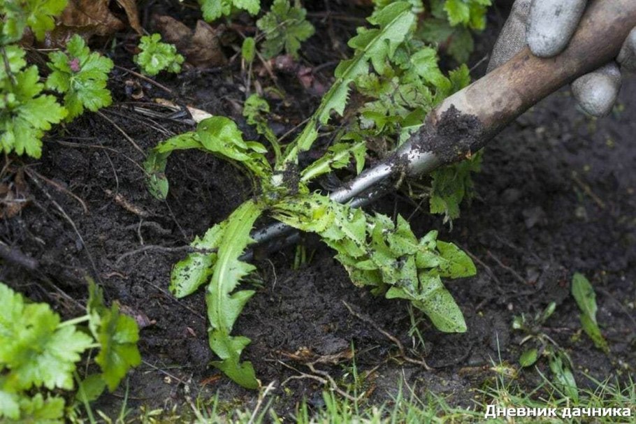 Амброзия золотарник