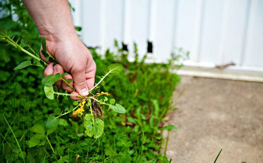 Яртук сорняк