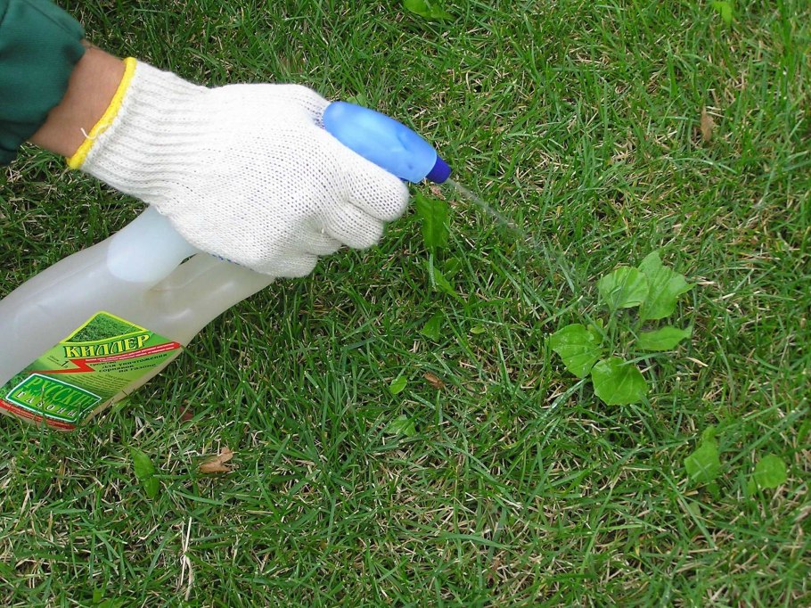 Сорняки на участке