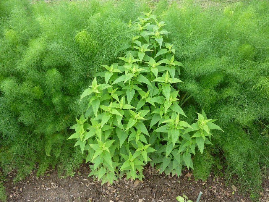 Огородная трава сорняк