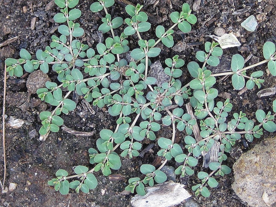 Сорняки на грядке