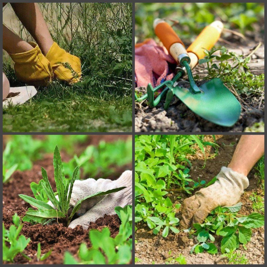 Ясколка войлочная Биберштейна