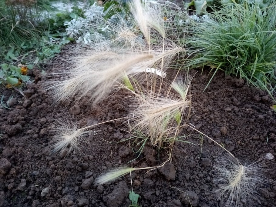 Ковыль тончайший (Stipa tenuissima)