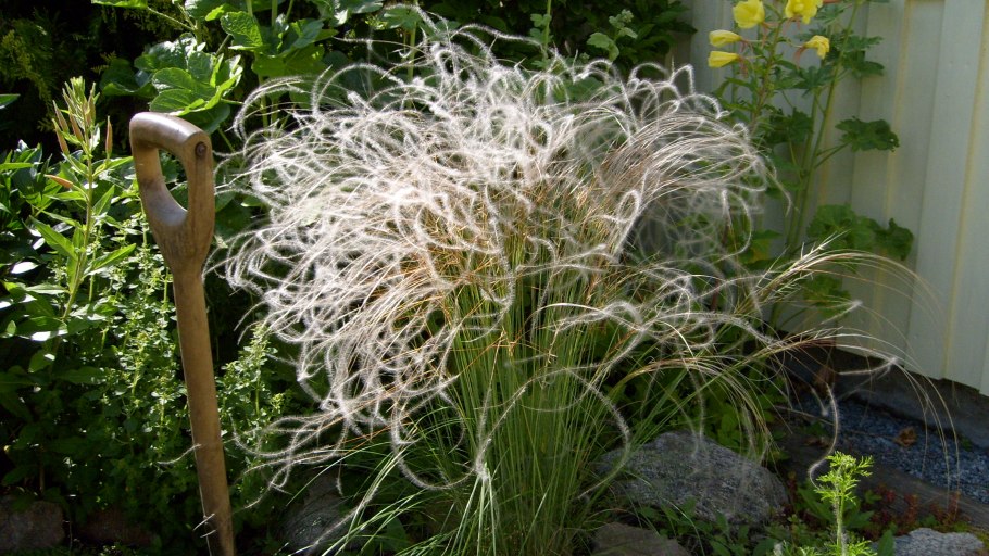 Ковыль тончайший (Stipa tenuissima) "Angel hair"