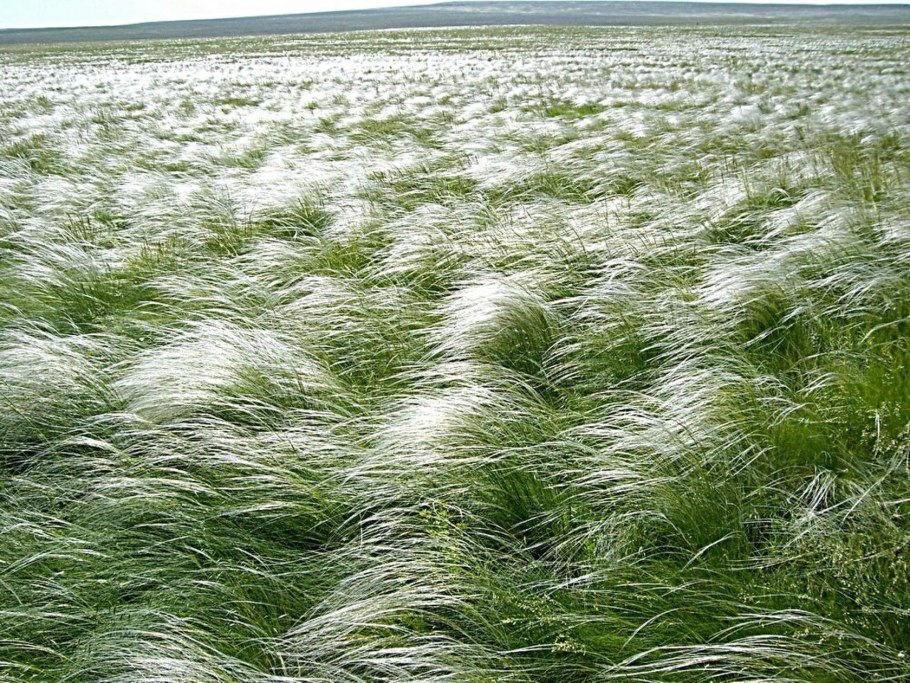 Ковыль перистый