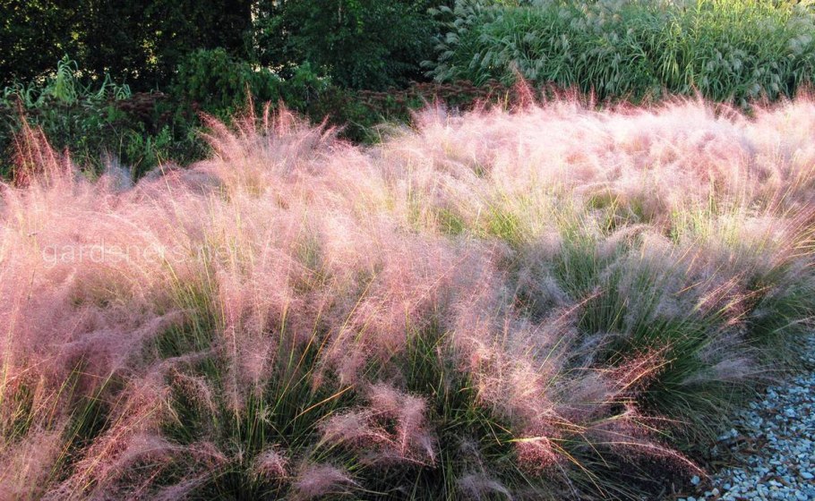 Ковыль (Stipa)arundinacea