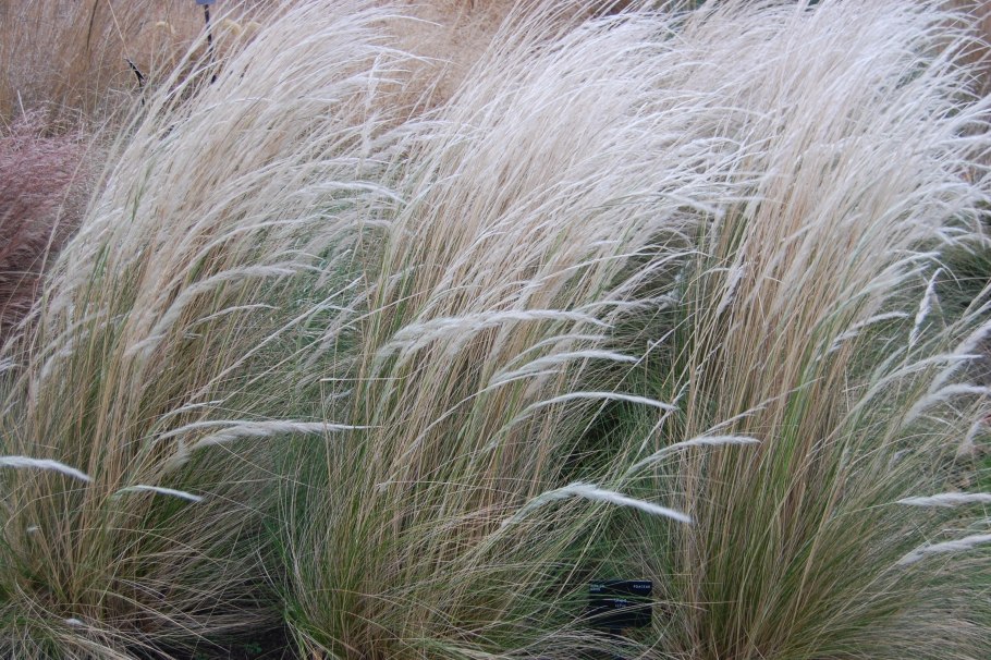 Ковыль Stipa tenuissima
