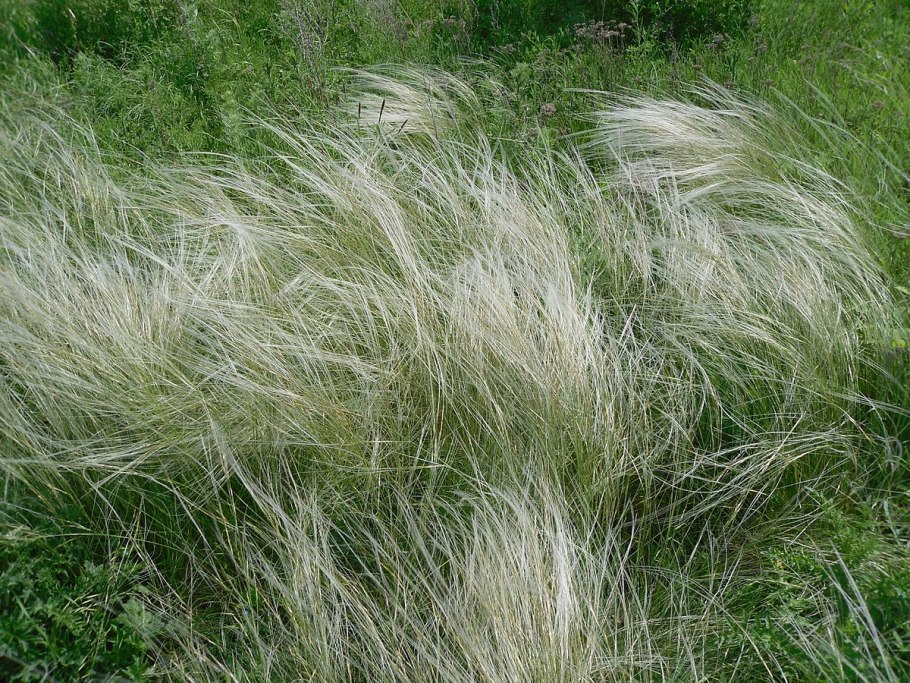 Ковыль перистый (Stipa pennata)