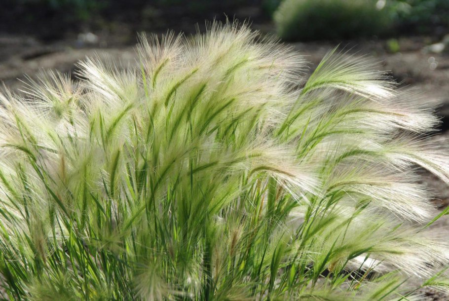 Stipa tenuissima
