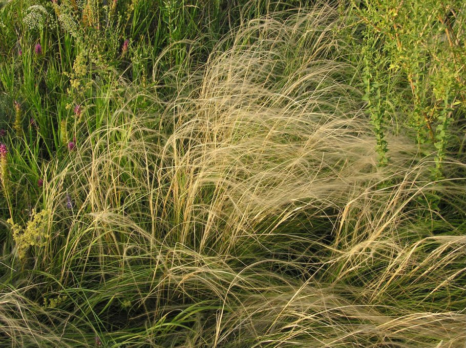 Ковыль тончайший (Stipa tenuissima) "Angel hair"
