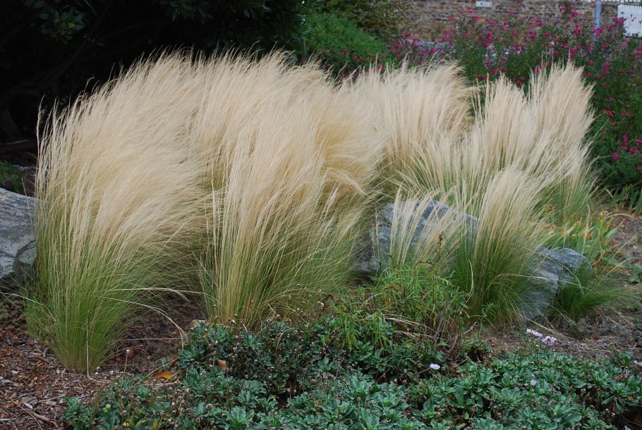 Ковыль Stipa tenuissima