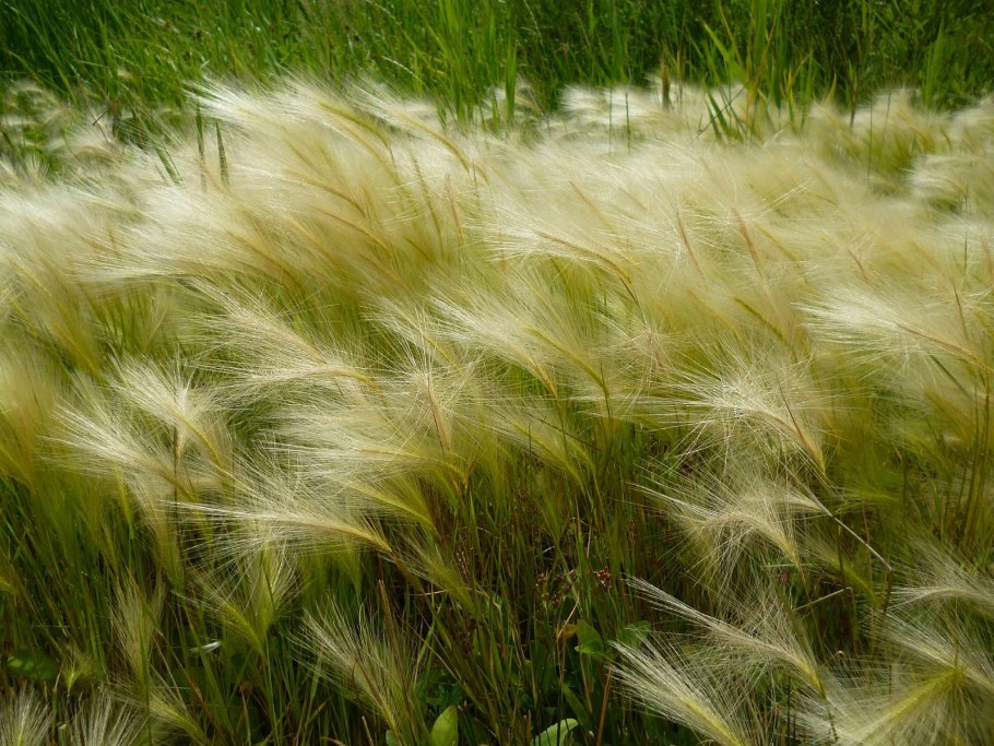Ковыль тончайший (Stipa tenuissima) "Angel hair"