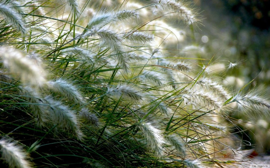 Ковыль тончайший (Stipa tenuissima)