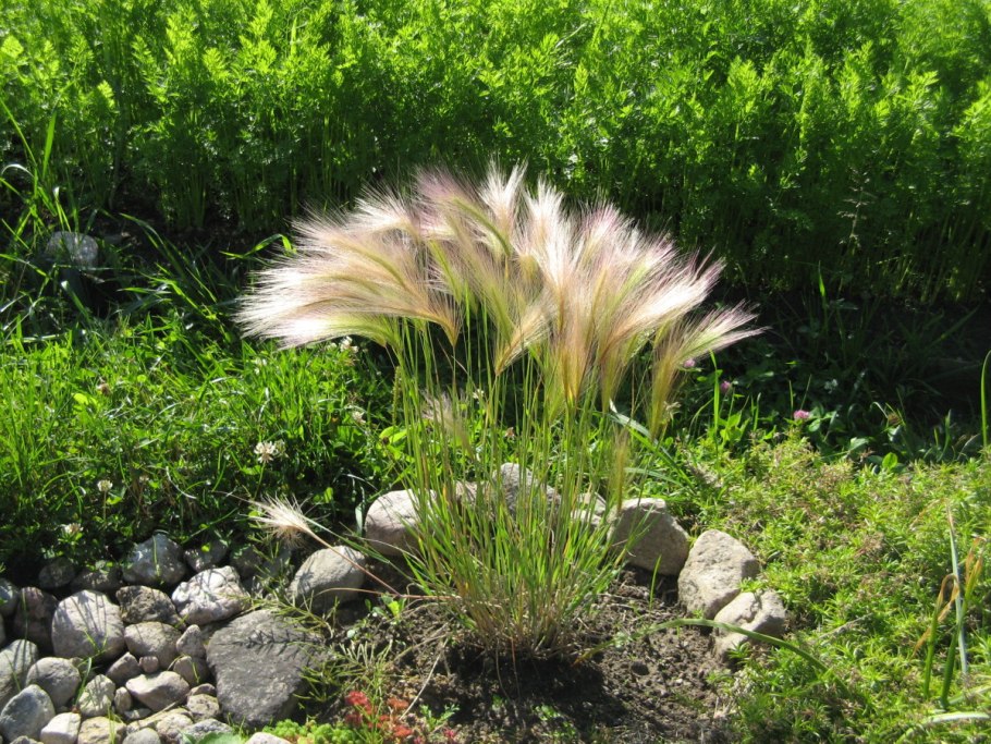 Ковыль (Stipa)