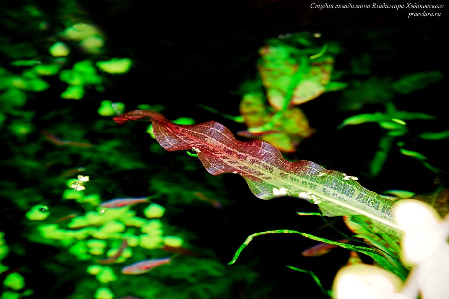 Aponogeton ulvaceus